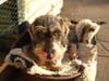 Ottfried: "der N�chste bitte"