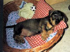 auch der beste Jagdhund braucht seinen Sch�nheitsschlaf