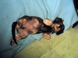 auch der beste Jagdhund braucht seinen Sch�nheitsschlaf