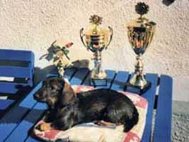 Kaninchenteckelh�ndin Rosi vom Brennberg