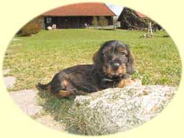 Xaver von Brennberg genannt Muckl