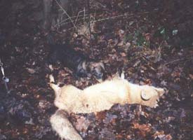 Fuchs gesprengt und erlegt