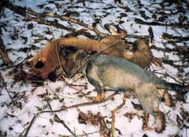 GS 2003 Cooky vom Brennberg mit seinem Fuchs