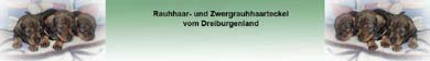 Dackelzucht vom Dreiburgenland