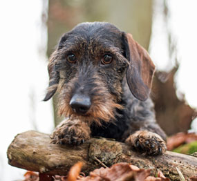 Nugget von der Karlshofer Wiese